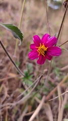Bidens aequisquama, photograph (c) Javier Bucio, some rights reserved (CC BY)