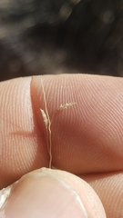Eragrostis erosa