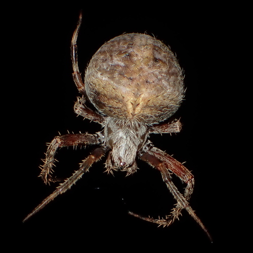 Spotted orbweaver