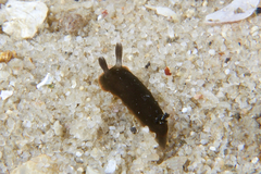 Dendrodoris arborescens