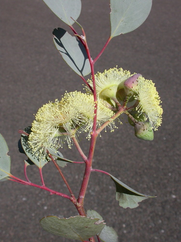 Eucalyptus orbifolia