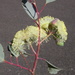 Eucalyptus orbifolia - Photo (c) Dean Nicolle, some rights reserved (CC BY-NC), uploaded by Dean Nicolle
