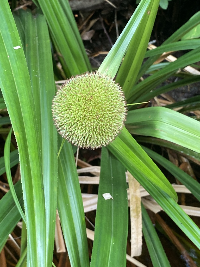 Thurnia sphaerocephala
