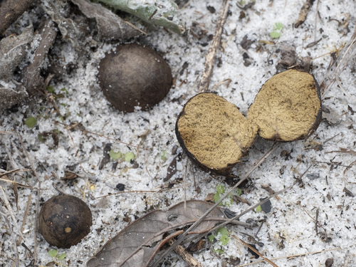 Rhizopogon image