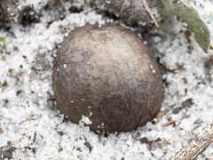 Rhizopogon nigrescens image