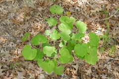 Cercis canadensis texensis
