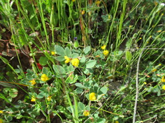 Acmispon wrangelianus