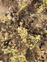 Lepidium flavum felipense