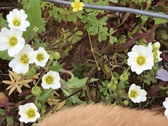 Mononeuria nuttallii