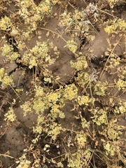 Lepidium flavum felipense
