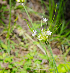 Allium canadense canadense