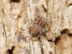 Servaea villosa