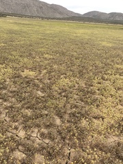 Lepidium flavum felipense