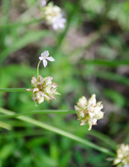 Allium canadense canadense