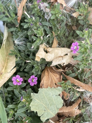 Foto de Petúnia