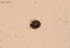 Aiolocaria hexaspilota