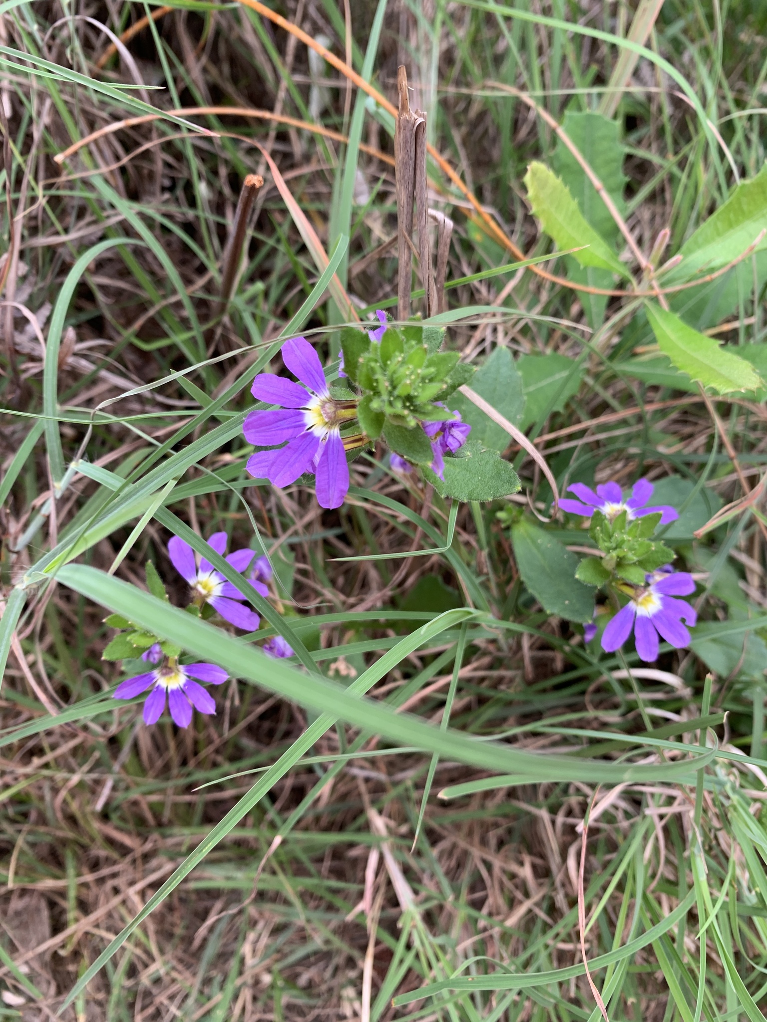 Imagem de Scaevola