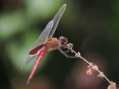 Tramea abdominalis