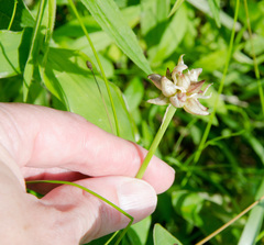 Allium canadense canadense