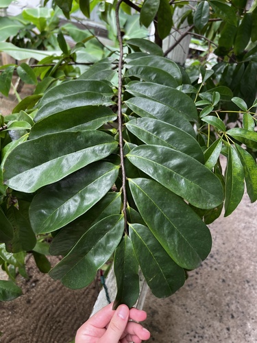 Foto de Graviola