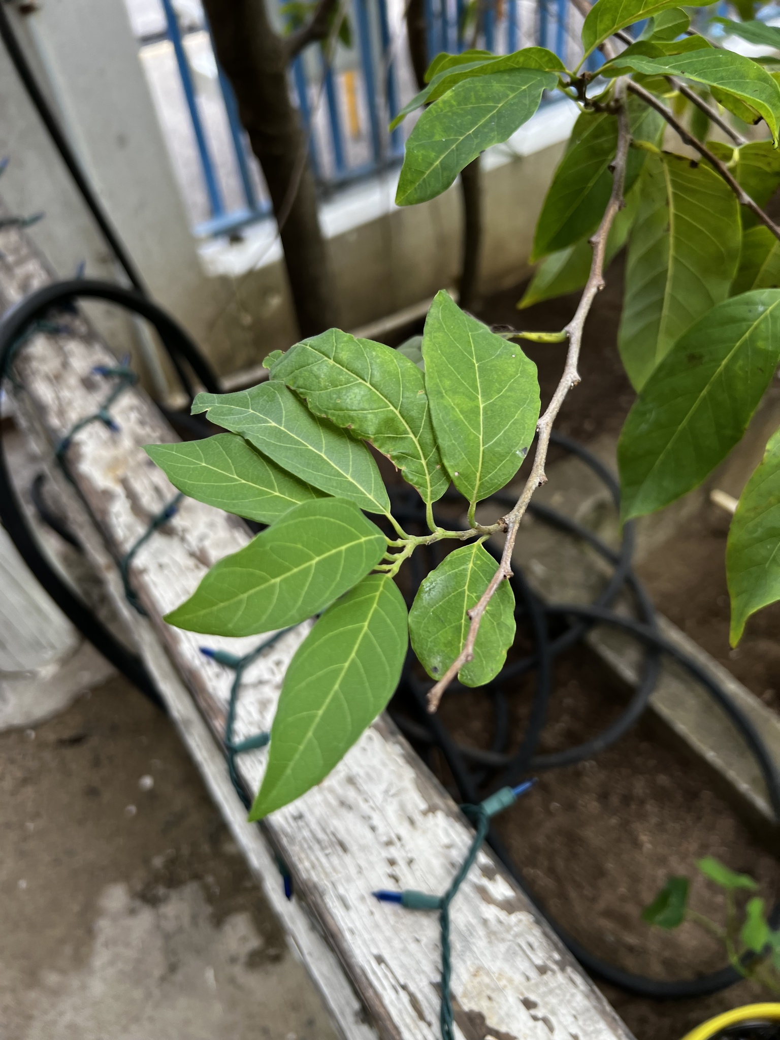 Imagem de Fruta-do-conde