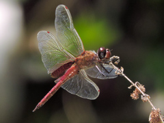 Tramea abdominalis