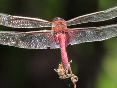 Tramea abdominalis