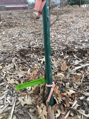 Prunus salicina