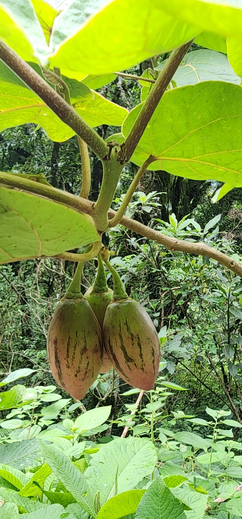 Imagem de Tomate de árvore