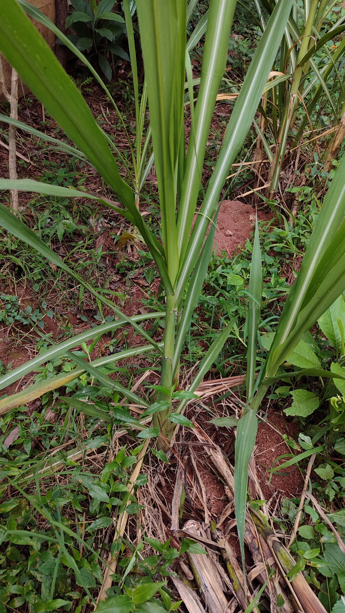 Imagem de Cana-de-açúcar