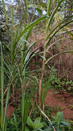 Foto de Cana-de-açúcar
