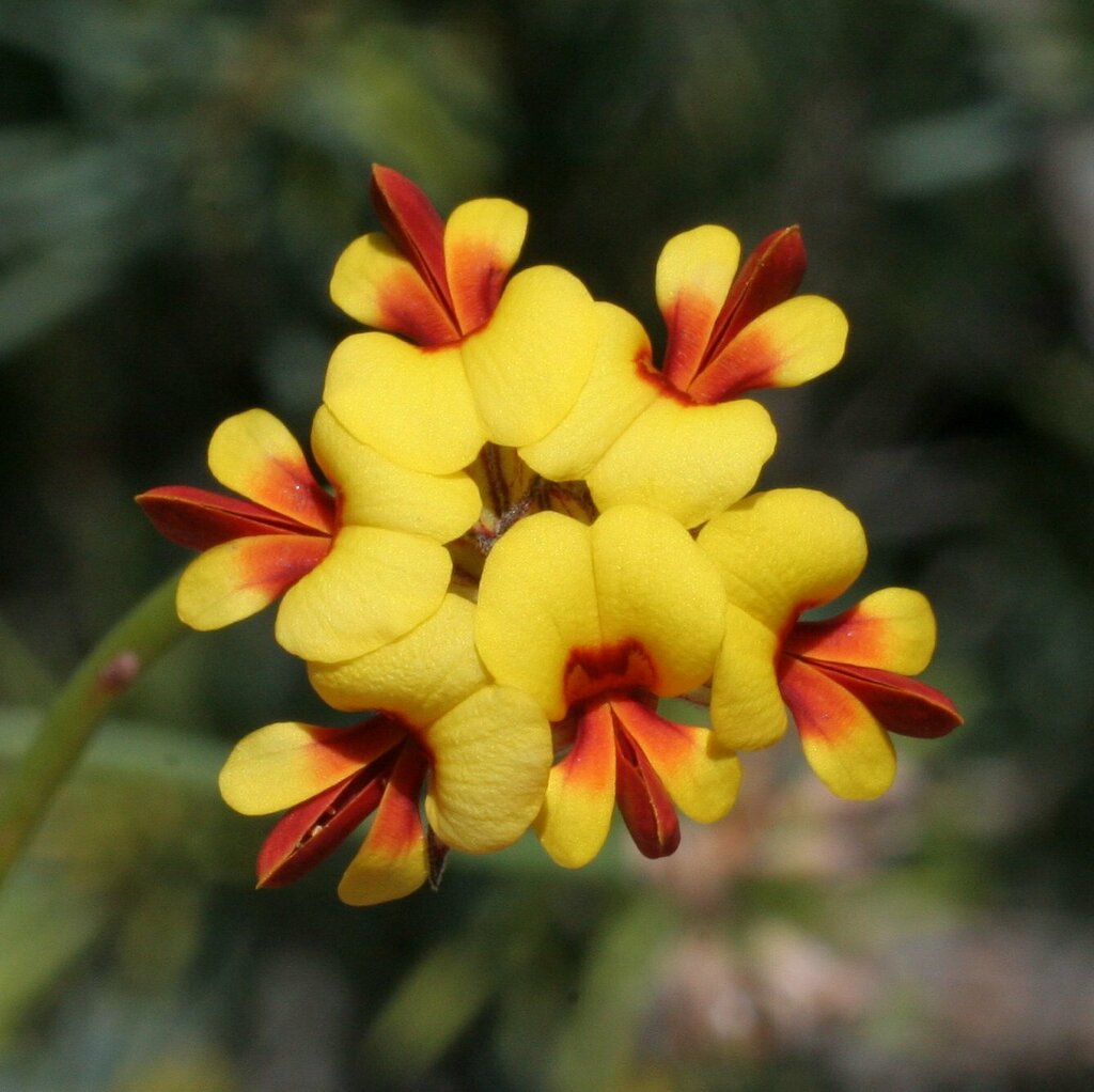 Jacksonia capitata