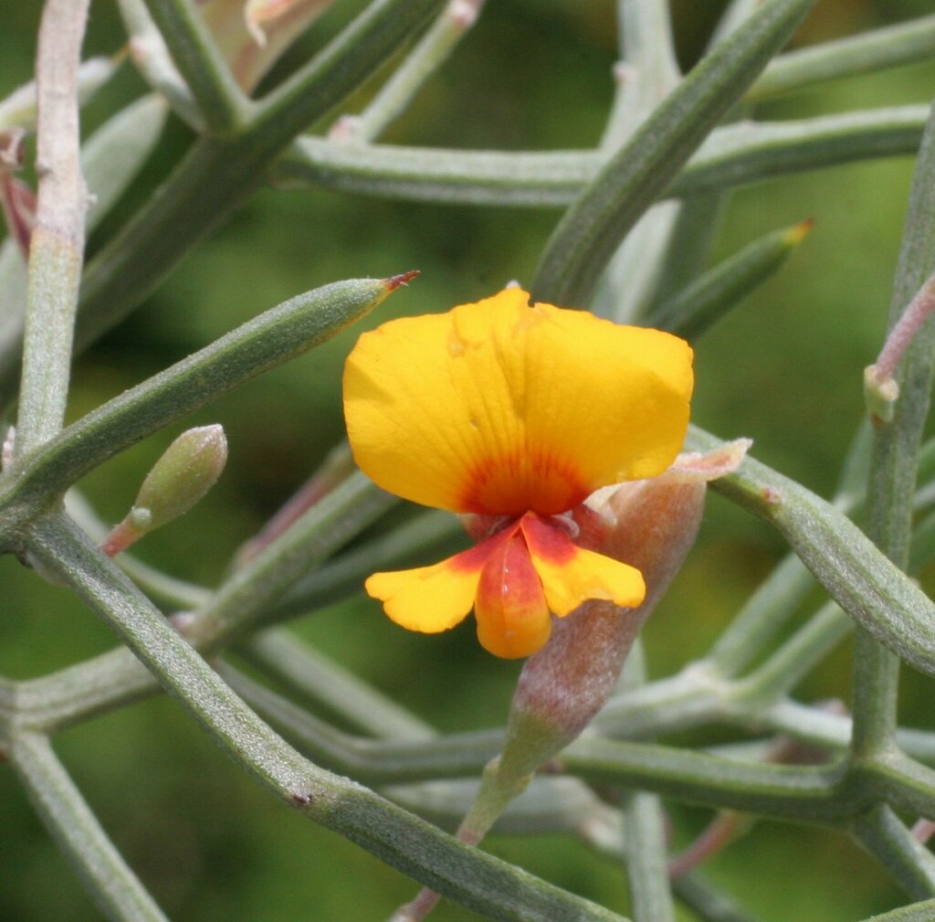 Jacksonia spinosa from Coomalbidgup WA 6450, Australia on November 19 ...