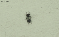 Pogonocherus dimidiatus