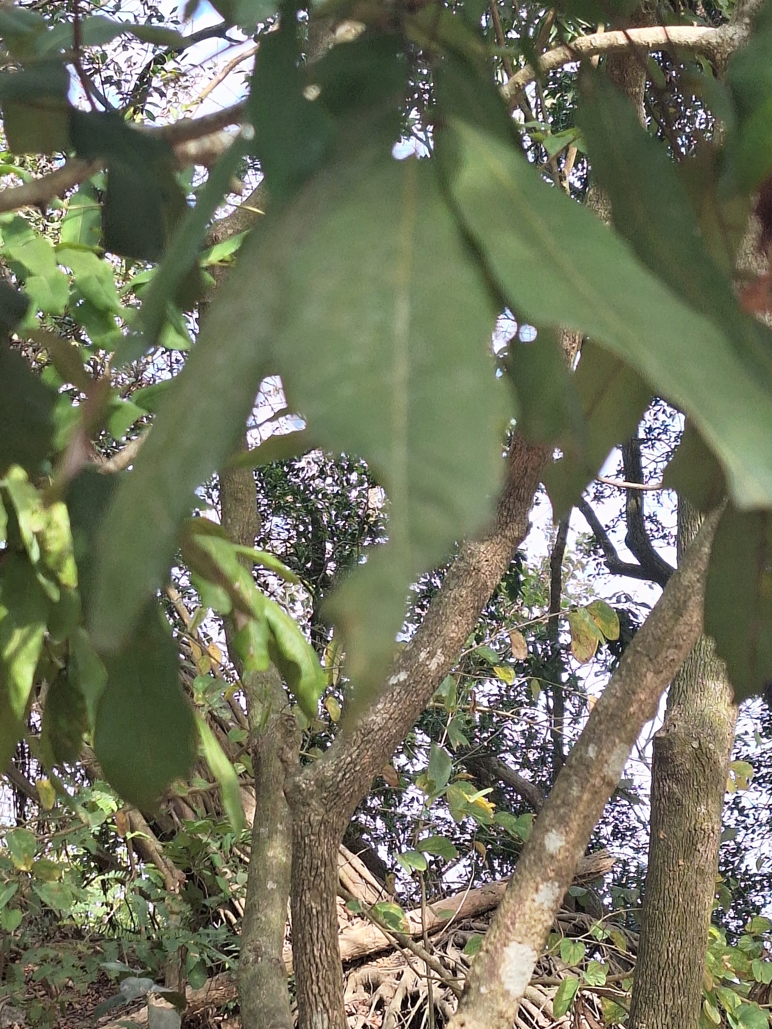 Imagem de Logana