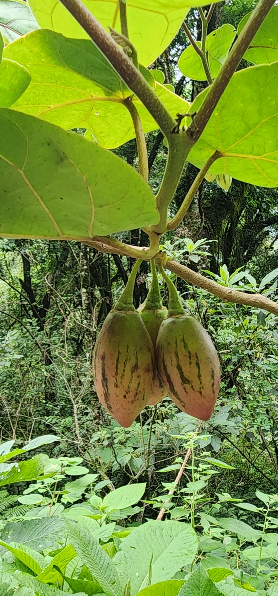Imagem de Tomate de árvore