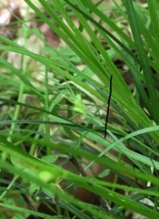 Carex jamesii