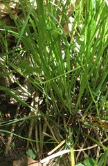 Carex jamesii