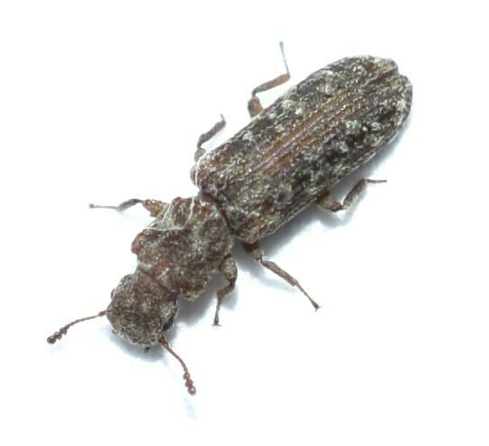 Lasconotus nucleatus