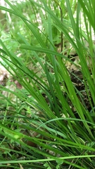 Carex jamesii