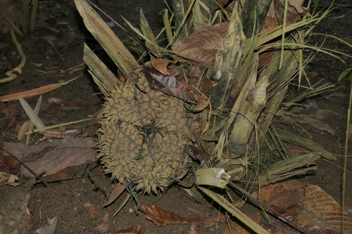 Panama Tagua Palm (Phytelephas seemannii)