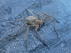 Heteropoda renibulbis