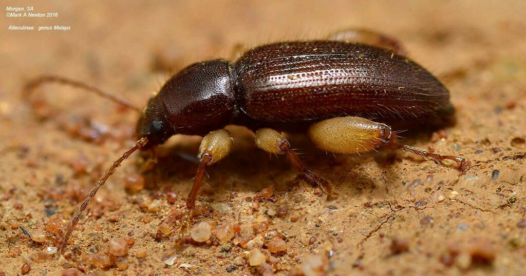 Melaps from Morgan SA 5320, Australia on May 17, 2016 at 09:40 PM by ...