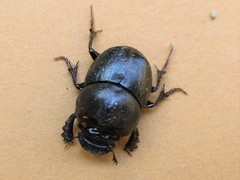 Onthophagus kindermanni