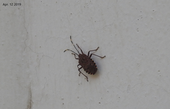 Urochela quadrinotata