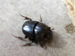 Onthophagus kindermanni