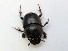 Onthophagus kindermanni
