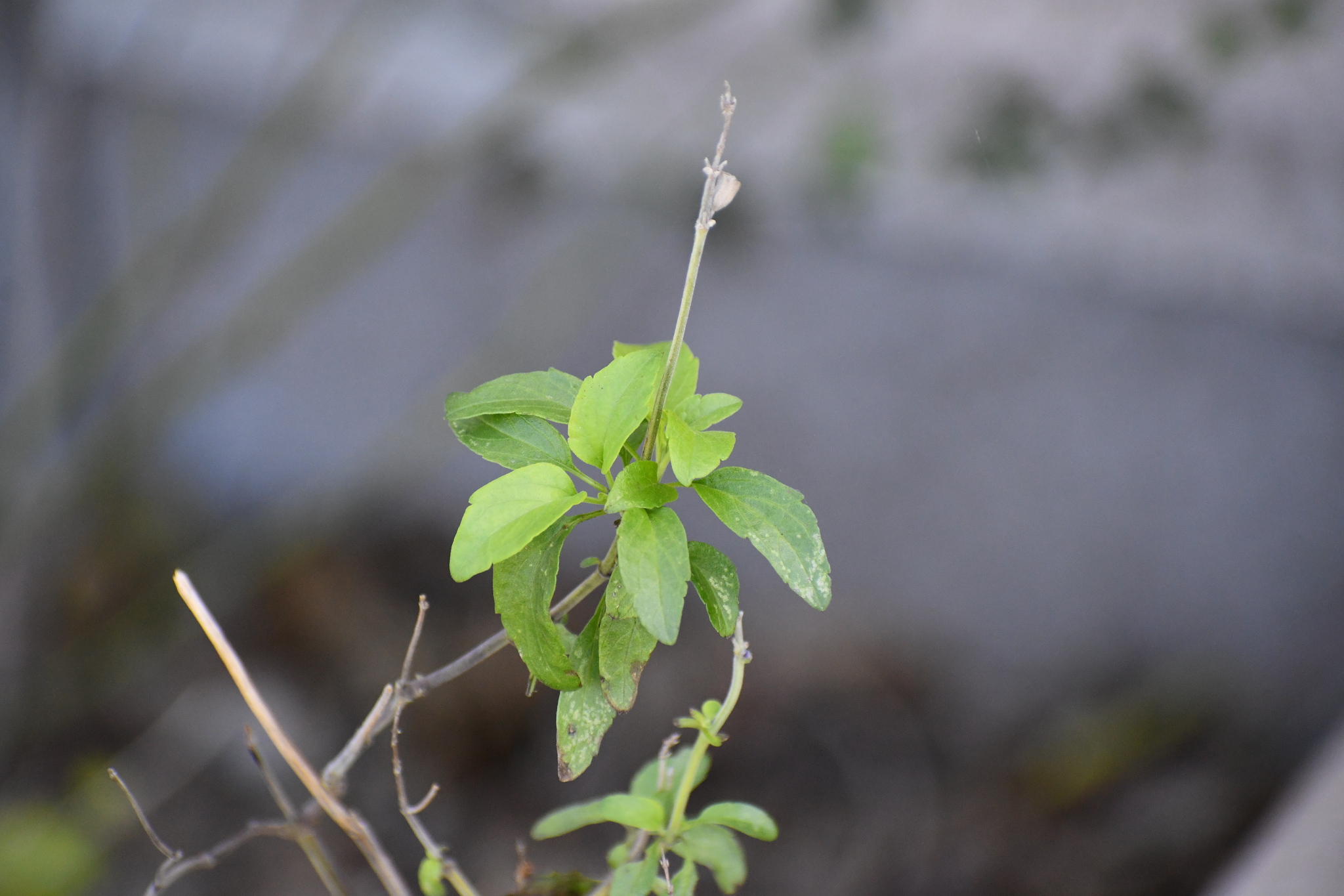 Imagem de Salvia Azul