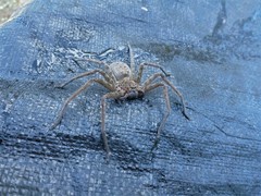 Heteropoda renibulbis