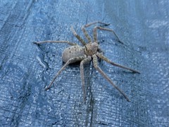 Heteropoda renibulbis